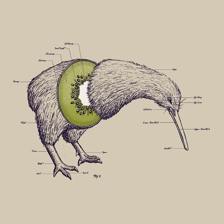 Kiwi